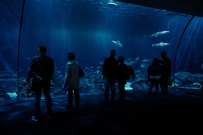 剪影照片的一群人看鱼在水下水族馆
